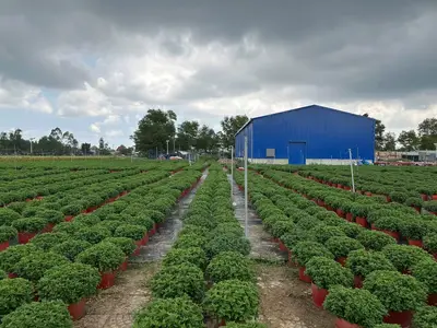 Bán đất mặt tiền Duy Trung Duy Xuyên, Quảng Nam (khu khác) – 203 m², 1,8 tỷ