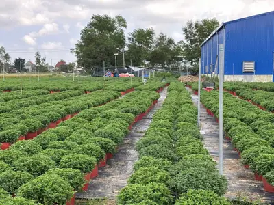 Bán đất mặt tiền Duy Trung Duy Xuyên, Quảng Nam (khu khác) – 203 m², 1,8 tỷ – ảnh 4
