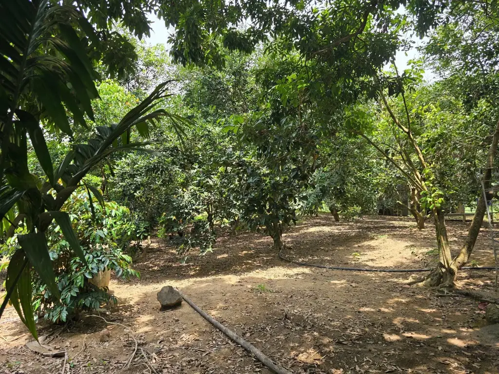 Bán đất Thôn Nam Mỹ Xã Hòa Bắc, Hòa Vang – 4.685 m², 19,5 tỷ – ảnh 3