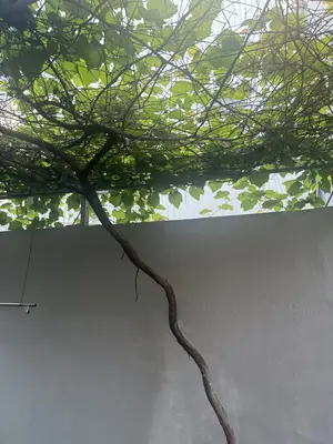 Bán nhà Kiệt Đào Tấn, Hải Châu – 319 m², 2 tầng, 22,5 tỷ – ảnh 3