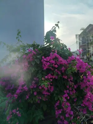 Bán nhà Chế Lan Viên, Ngũ Hành Sơn – 534 m², 1 tầng, 33,5 tỷ – ảnh 5