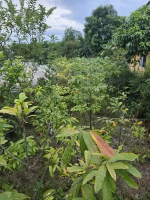 Bán đất Chiêm Sơn Đông, Duy Xuyên – 276 m², 780 triệu