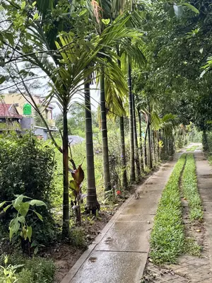 Bán nhà Đường chè Tàu Đất Cây Lâu Năm, Hội An – 2.395 m², 33 tầng, 11,7 tỷ