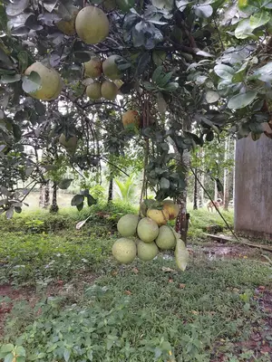 Bán nhà Trung Nghĩa, Hòa Vang – 800 m², 145 tỷ