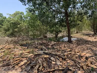 Bán đất Thăng An Đà Nẵng ( Binh Dương Thăng Bình cũ, Quảng Nam (khu khác) – 7.250,6 m², 24,2 tỷ – ảnh 4