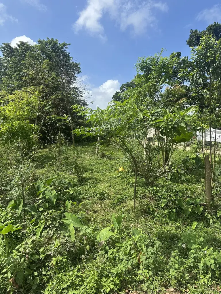 Bán đất Túy Loan Hòa Phong, Hòa Vang – 284 m², 3,5 tỷ – ảnh 3