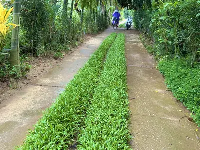 Bán đất Triêm Tây, Hội An – 2.395 m², 13 tỷ