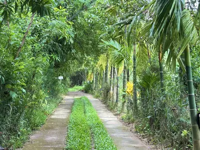 Bán đất Triêm Tây, Hội An – 2.395 m², 13 tỷ – ảnh 3