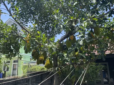 Bán nhà cấp 4 Kiệt Hùng Vương, Hội An – 198 m², 6,5 tỷ