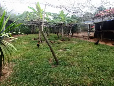 Bán đất Thôn Đông Lâm Xã Hòa Phú, Hòa Vang – 1.750 m², 3,25 tỷ