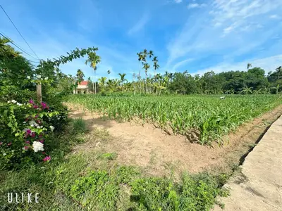 Bán nhà cấp 4 Tam Xuân, Quảng Nam (khu khác) – 3.296,9 m², 6,3 tỷ