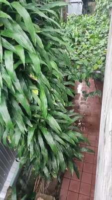 Bán nhà Phan Thanh, Thanh Khê – 121 m², 2 tầng, 6,2 tỷ – ảnh 3