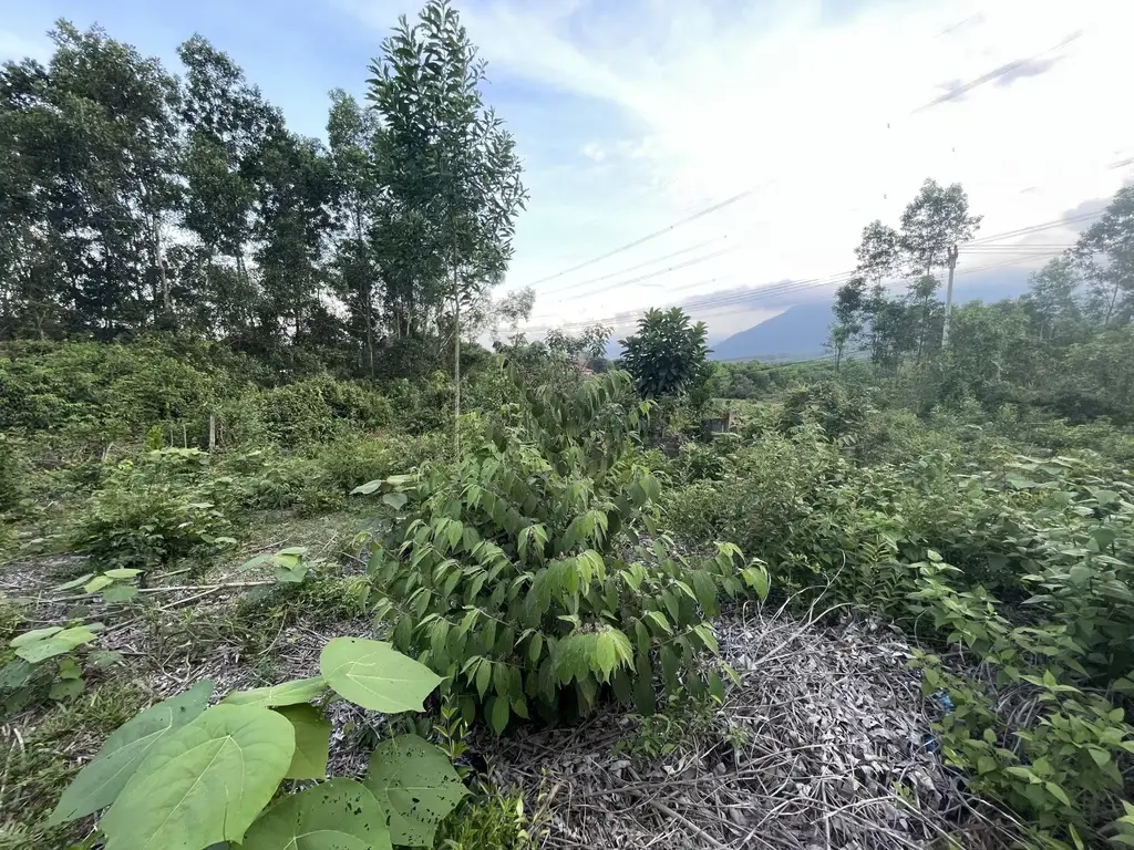 Bán đất Hòa Ninh, Hòa Vang – 1.050 m², 2,1 tỷ – ảnh 2