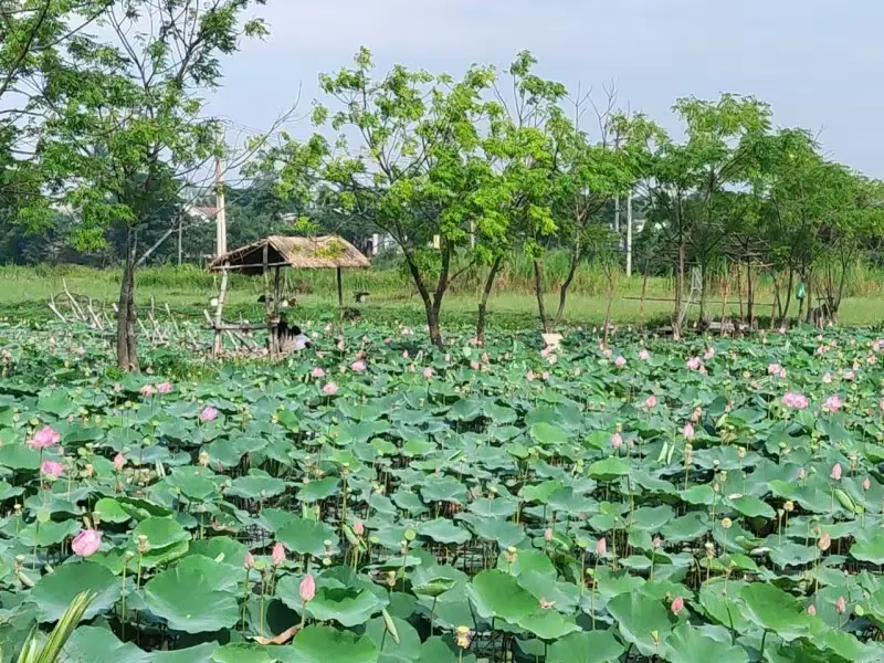 Bán đất mặt tiền Thôn Châu Sơn 2, Quảng Nam (khu khác) – 125 m², 1,2 tỷ – ảnh 4