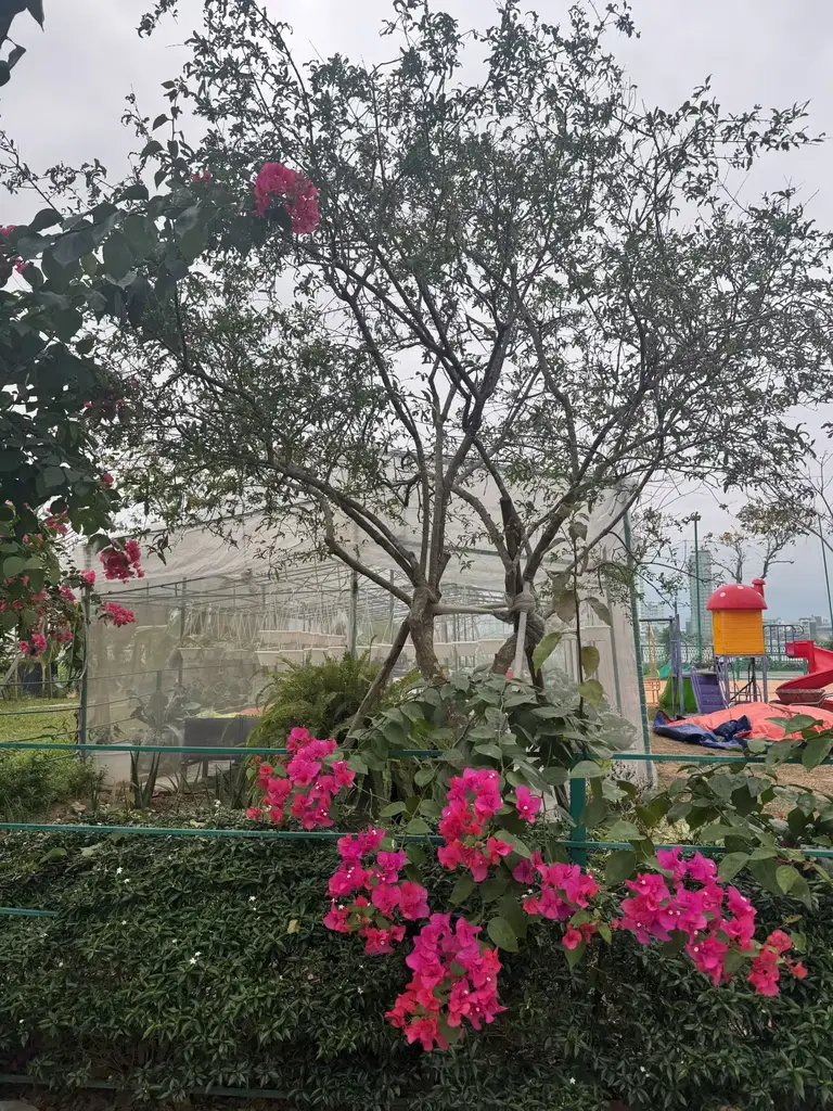 Bán đất mặt tiền Bằng Lăng Euro Villa, Sơn Trà – 300 m², 97 tỷ – ảnh 3