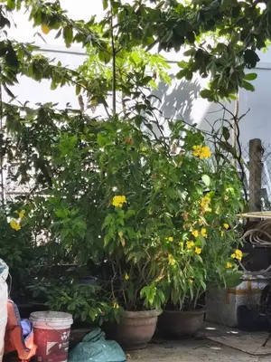 Bán đất mặt tiền Mỹ An 5, Ngũ Hành Sơn – 95,5 m², 11,9 tỷ