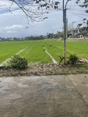 Bán nhà cấp 4 Khối phố Triêm Nam, Hội An – 395 m², 2,4 tỷ