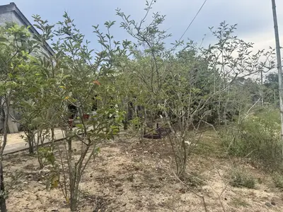 Bán đất Kiệt Trần Thủ Độ, Hội An – 450 m², 3,85 tỷ – ảnh 2