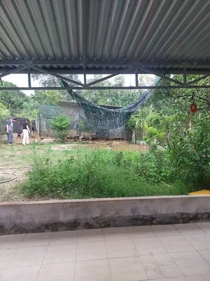 Bán nhà cấp 4 Hòa Ninh, Hòa Vang – 250 m², 2,75 tỷ – ảnh 2