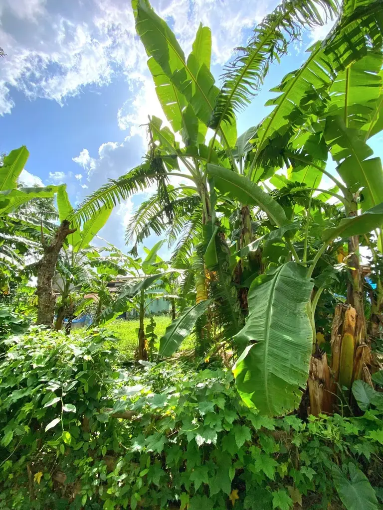 Bán đất Thôn Tam Hòa, Huế – 100 m², 950 triệu – ảnh 3