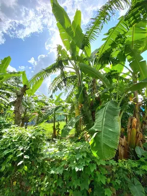 Bán đất Thôn Tam Hòa, Huế – 100 m², 950 triệu – ảnh 3