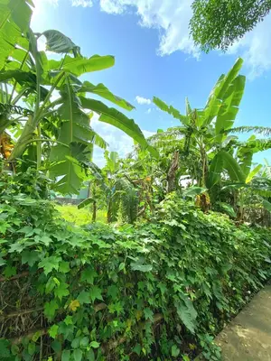 Bán đất Thôn Tam Hòa, Huế – 100 m², 950 triệu – ảnh 7