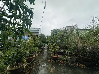 Bán nhà cấp 4 mặt tiền Trần Hưng Đạo, Quảng Nam (khu khác) – 620 m², 13,5 tỷ – ảnh 7