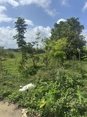 Bán đất Túy Loan Hòa Phong, Hòa Vang – 142 m², 1,8 tỷ