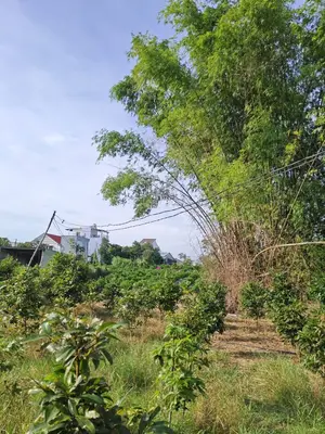 Bán nhà Bàu Súng – Thanh Hà, Hội An – 270 m², 16 tầng, 3,1 tỷ – ảnh 4