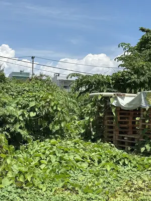 Bán đất Điện Tiến, Điện Bàn – 103,3 m², 800 triệu