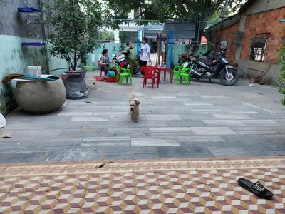 Bán nhà cấp 4 Chính Hữu kéo dài, Sơn Trà – 266 m², 33,5 tỷ – ảnh 4