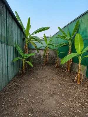 Bán đất mặt tiền Bùi Hiển, Cẩm Lệ – 100 m², 6,3 tỷ – ảnh 2