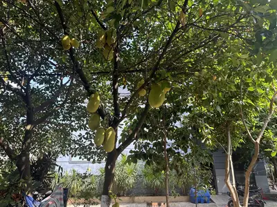 Bán nhà cấp 4 mặt tiền Hàm Trung 3, Liên Chiểu – 107,5 m², 4,6 tỷ – ảnh 7