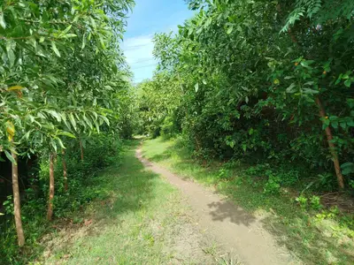 Bán đất Thôn Phú sơn 2, Hòa Vang – 15.000 m², 7,5 tỷ – ảnh 5