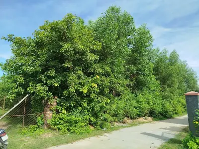 Bán đất Thôn Phú sơn 2, Hòa Vang – 15.000 m², 7,5 tỷ – ảnh 7