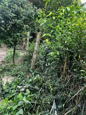 Bán đất Hòa Phong, Hòa Vang – 191,7 m², 1,59 tỷ – ảnh 2