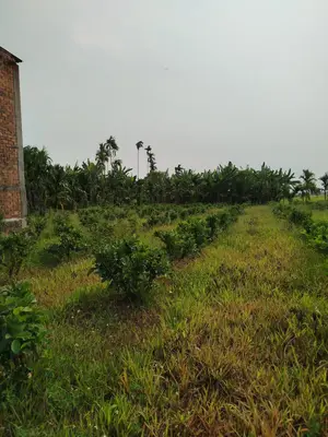 Bán đất Khối phố Mỹ Xuyên Nam Phước Duy Xuyên, Quảng Nam (khu khác) – 1.686 m², 12,5 tỷ – ảnh 3