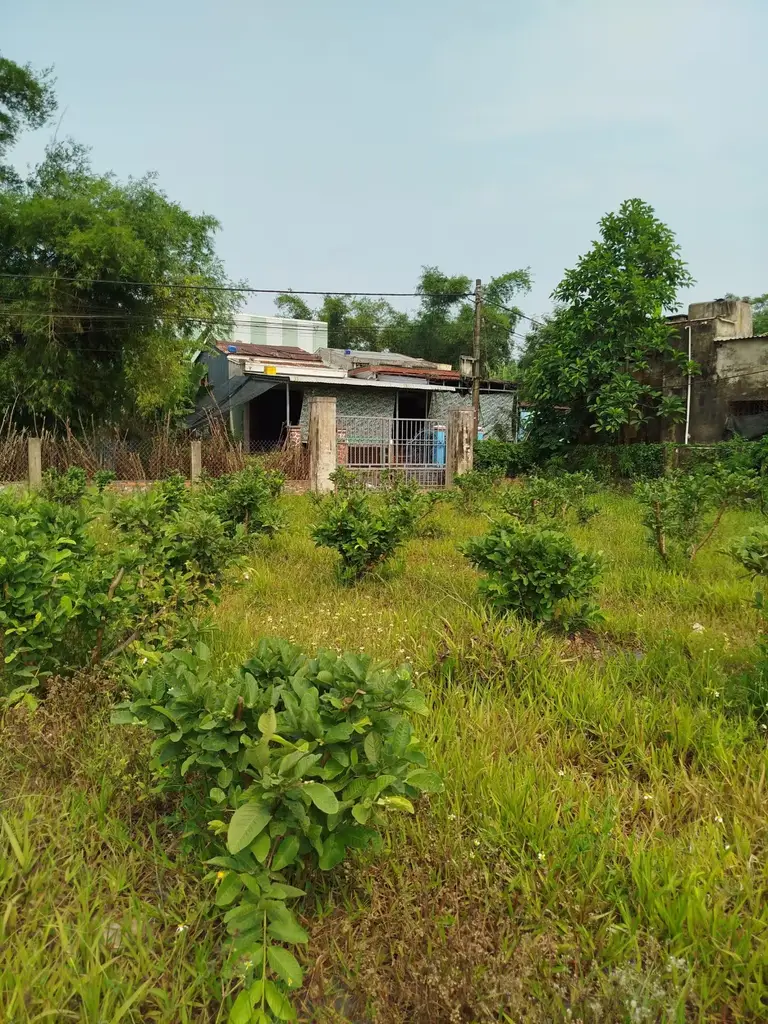 Bán đất Khối phố Mỹ Xuyên Nam Phước Duy Xuyên, Quảng Nam (khu khác) – 1.686 m², 12,5 tỷ – ảnh 5