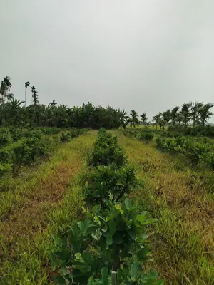 Bán đất Khối phố Mỹ Xuyên Nam Phước Duy Xuyên, Quảng Nam (khu khác) – 1.686 m², 12,5 tỷ – ảnh 6