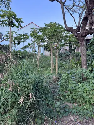Bán đất mặt tiền Trần Nhân Tông, Hội An – 196 m², 6,3 tỷ