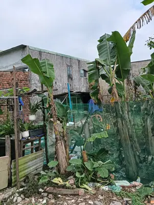 Bán đất Mẹ Suốt, Liên Chiểu – 80 m², 800 triệu – ảnh 5