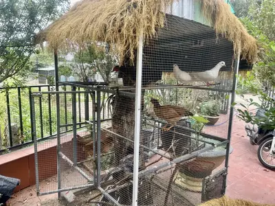 Bán nhà cấp 4 Thôn Phú Thượng, Hòa Khánh (Hòa Sơn, Hòa Vang – 235 m², 2,7 tỷ – ảnh 12