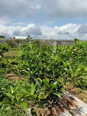 Bán nhà cấp 4 Nam Sơn, Hòa Vang – 200 m², 6,95 tỷ – ảnh 9