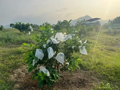 Bán đất mặt tiền Hòa Ninh, Hòa Vang – 37.700 m², 27 tỷ – ảnh 6