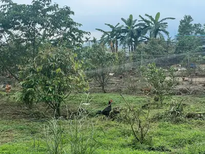 Bán đất mặt tiền Hòa Ninh, Hòa Vang – 37.700 m², 27 tỷ – ảnh 7