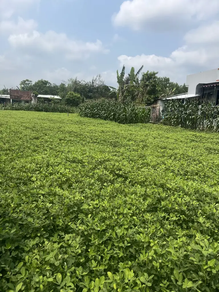 Bán đất Thôn 5 Xã Hòa Khương, Hòa Vang – 126 m², 1,2 tỷ – ảnh 5