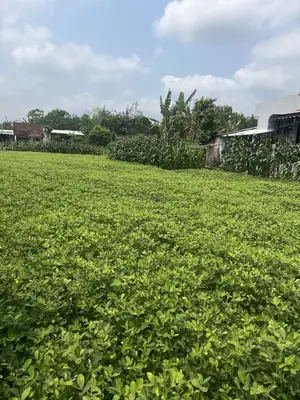 Bán đất Thôn 5 Xã Hòa Khương, Hòa Vang – 126 m², 1,2 tỷ – ảnh 5