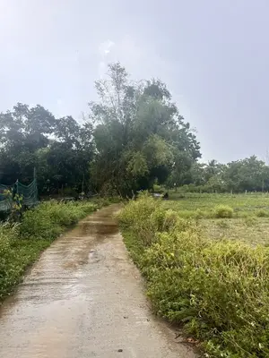 Bán đất Hòa Phong, Hòa Vang – 510 m², 650 triệu – ảnh 2