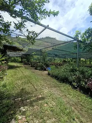 Bán nhà cấp 4 mặt tiền Hòa Phú, Hòa Vang – 58.000 m², 80 tỷ – ảnh 2