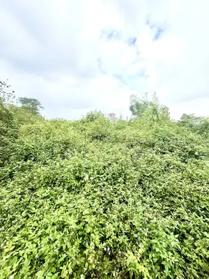 Bán đất mặt tiền Vùng Trung 10, Ngũ Hành Sơn – 300 m², 14 tỷ